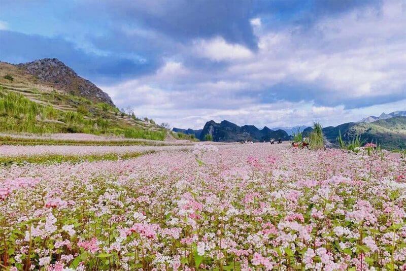 The Ethereal Beauty of Ha Giang's Buckwheat Flower Season