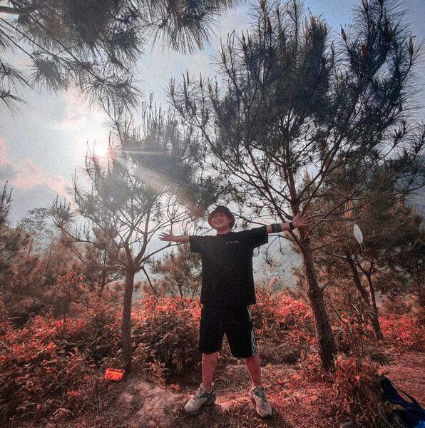 Yen Minh Pine Forest